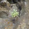 Plants: image 102 Of 116 Thumb